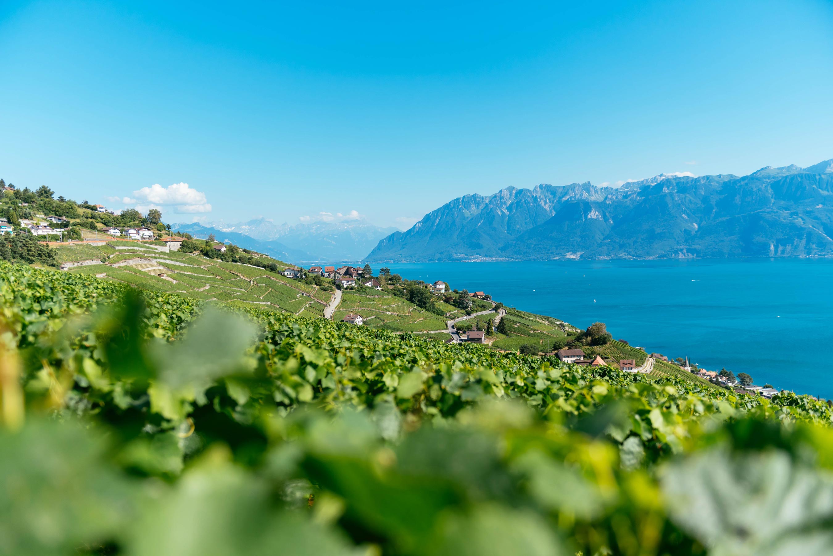 ehl-junior-academy-lake