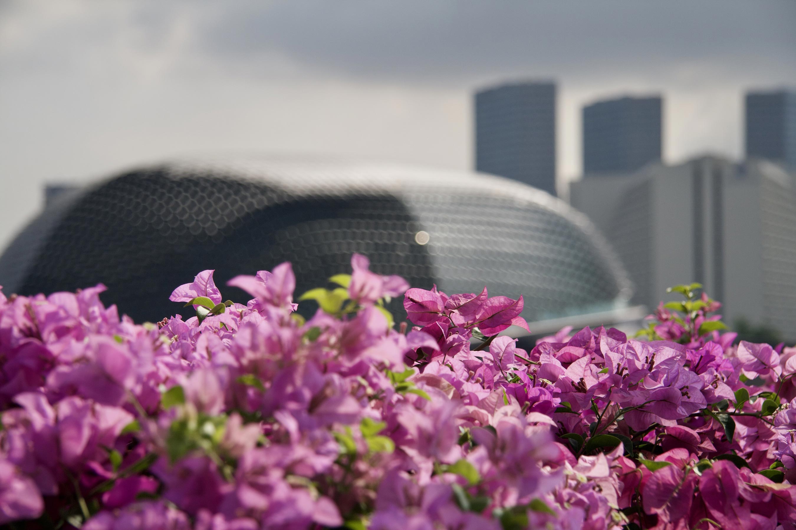 ehl-singapore-spring